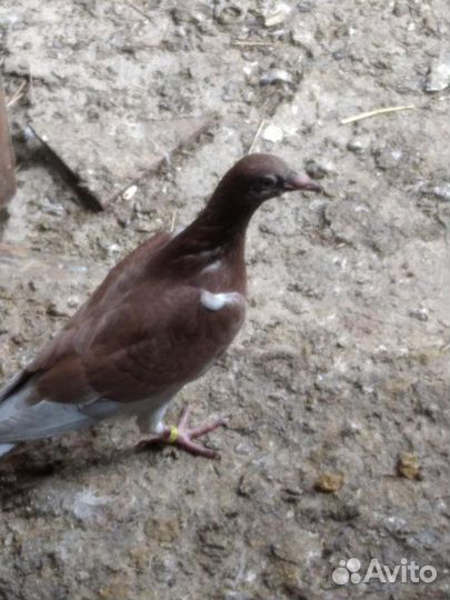 Голуби чехи пискуны