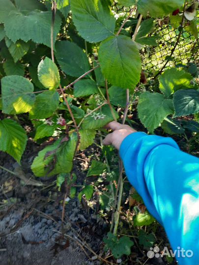 Саженцы красной и желтой малиный