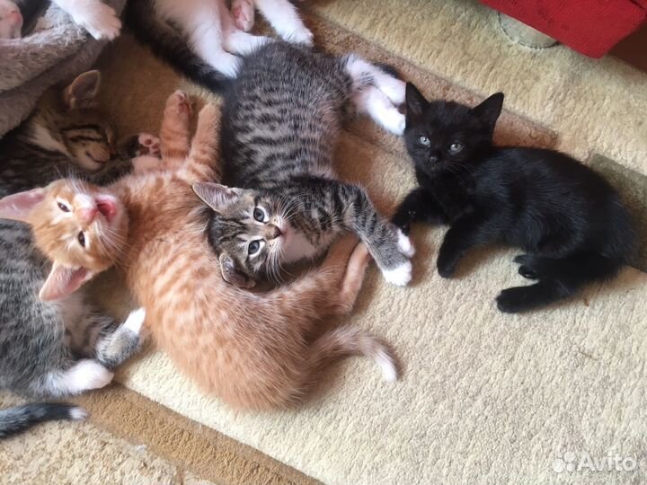 Котята в добрые руки