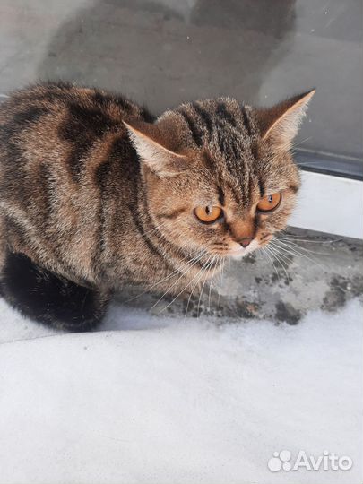 Кошка в дар