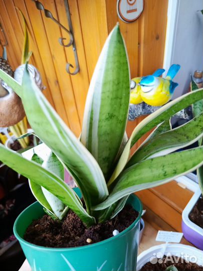 Сансевиерия