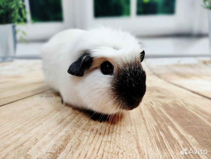 Морские свинки Разных пород