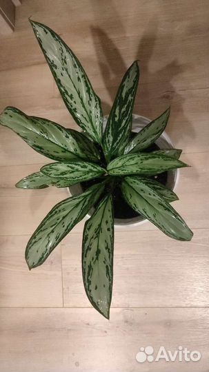 Аглаонема Мария