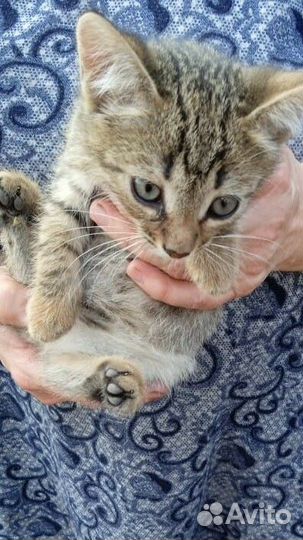 Котенок в добрые руки
