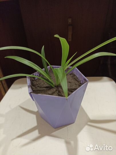 Хлорофитум