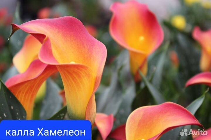 Каллы разные