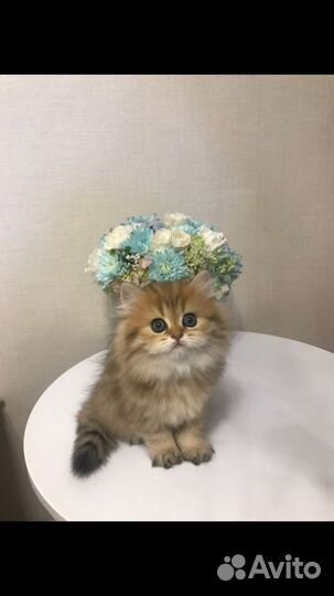 Кошки