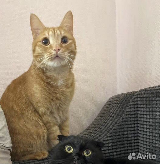 Рыжий кот