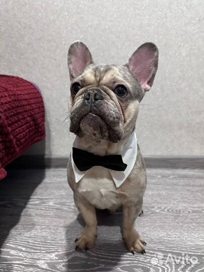 Французкий бульдог (кобель) вязка