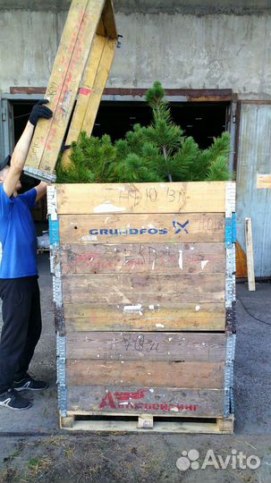 Саженцы Кедр Сибирский 180-220 см