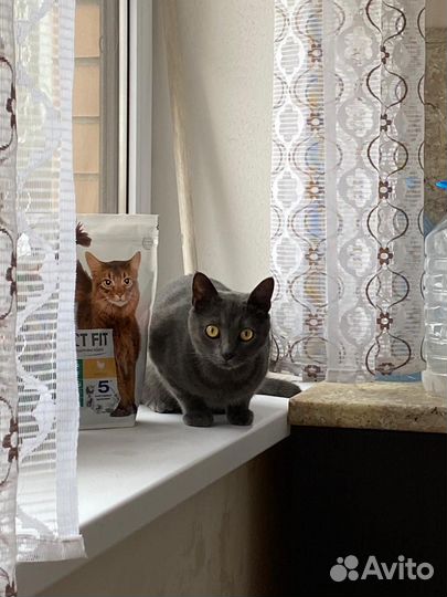 Передержка собак и кошек, выгул