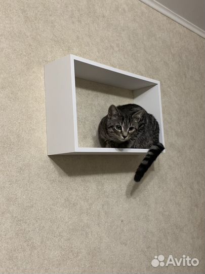 Котята в добрые руки бесплатно