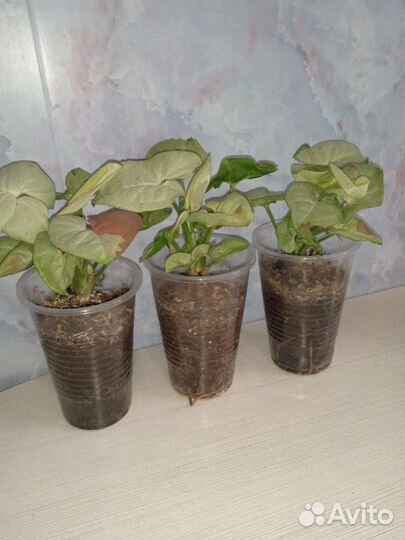 Сингониум конфетти милк