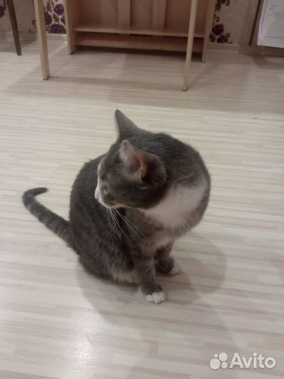 Коты-красавцы в добрые, ласковые руки. кошка