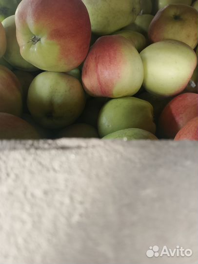 Яблоки