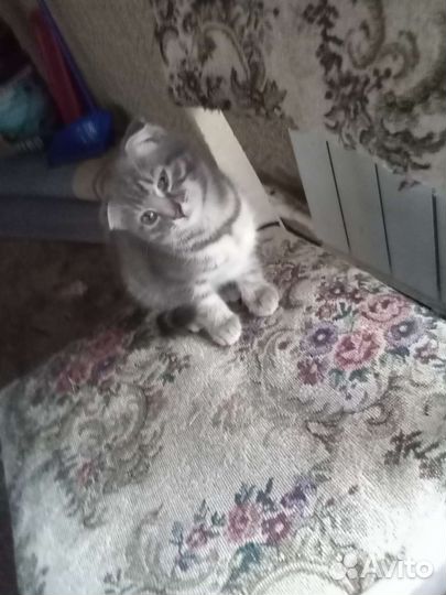 Шотландская вислоухая девочка