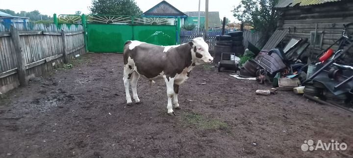 Продам быка