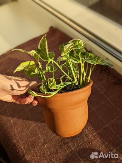 Эпипремнум неон и н'джой