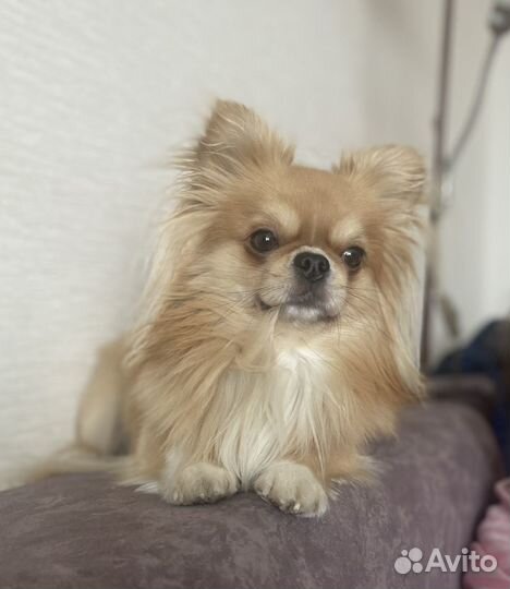 Вязка кобель чихуахуа