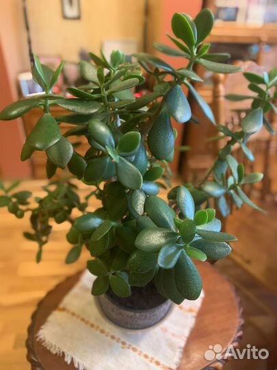 Большое Денежное дерево Толстянка