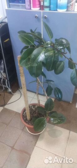 Комнатные цветы