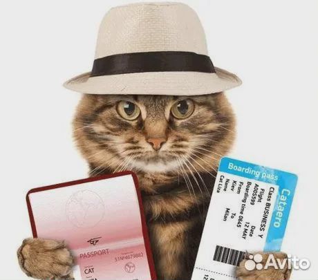 Ветеринарный паспорт, титры, справка Ф1