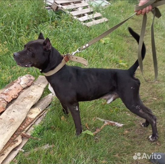 Питбуль