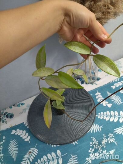 Хойя публикалис сплеш