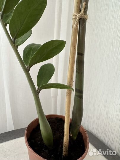 Замиокулькас