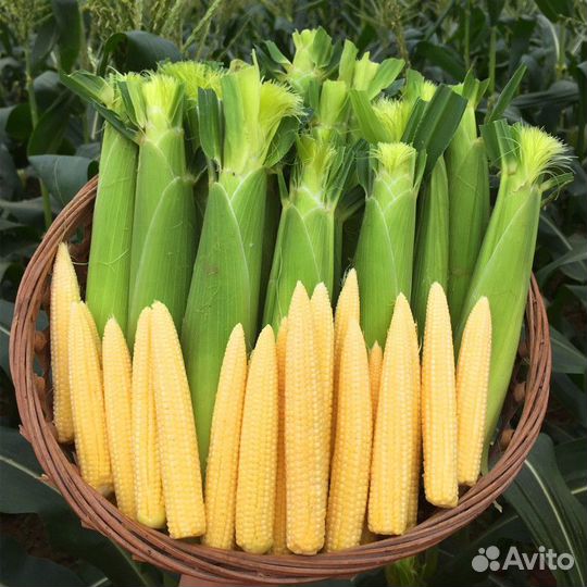 Семена кукурузы Миниголд F1