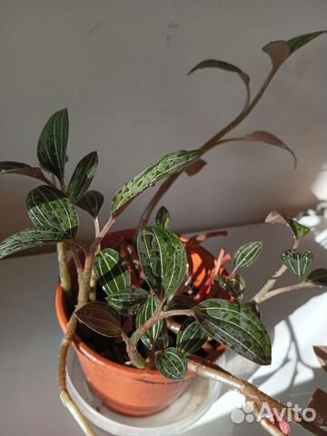 Спатифиллум.Лудизия.Алое