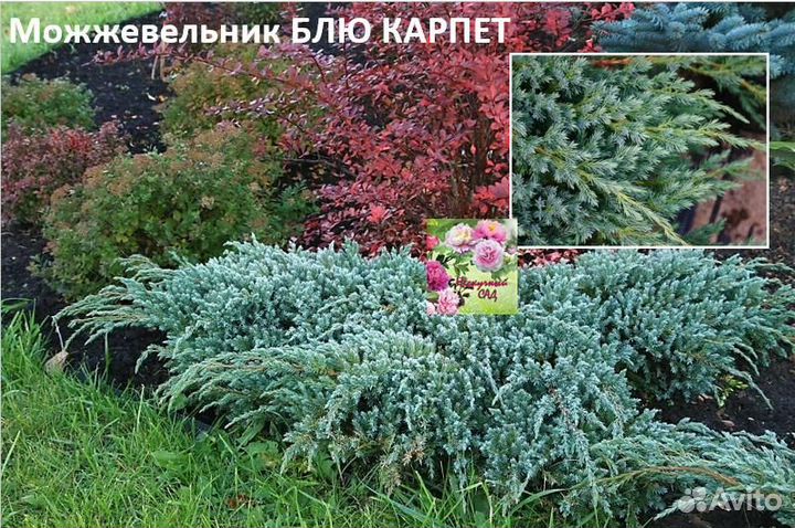 Хвойные растения в ассортименте