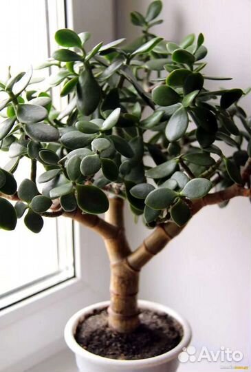 Набор суккулентов для размножения 8 шт