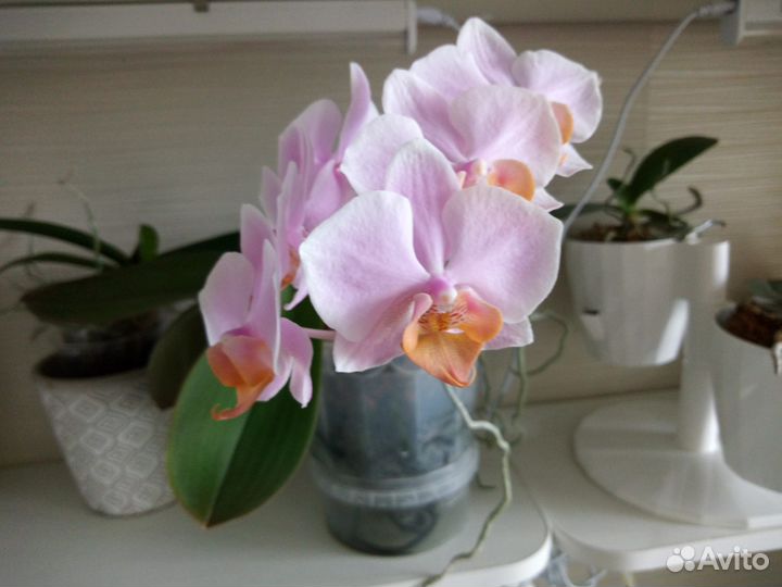 Орхидея фаленопсис