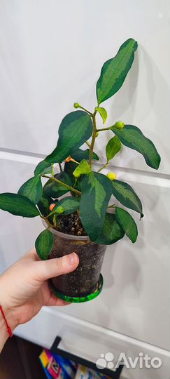 Фикусы сортовые