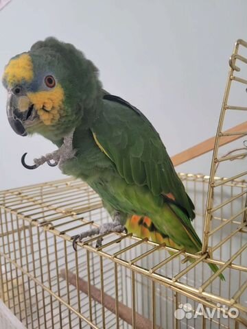 Венесуэльский амазон