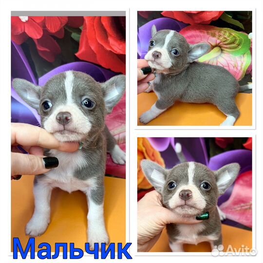 Белые мини девочки. Померанский шпиц