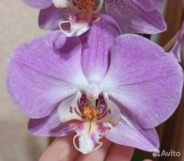 Орхидея фаленопсис