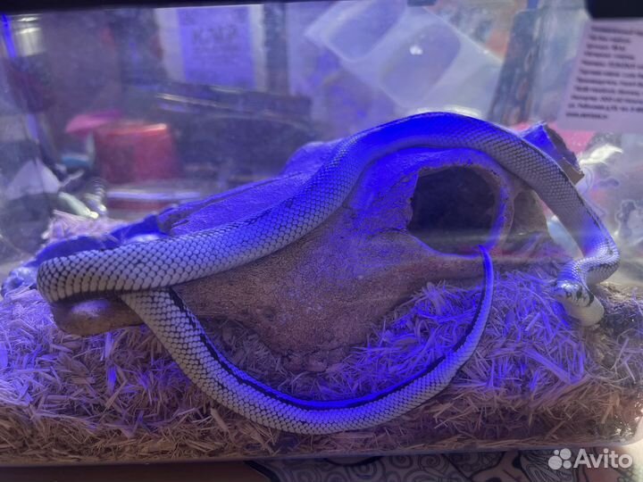 Королевская калифорнийская змея