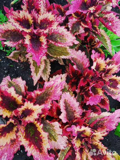 Колеусы сортовые