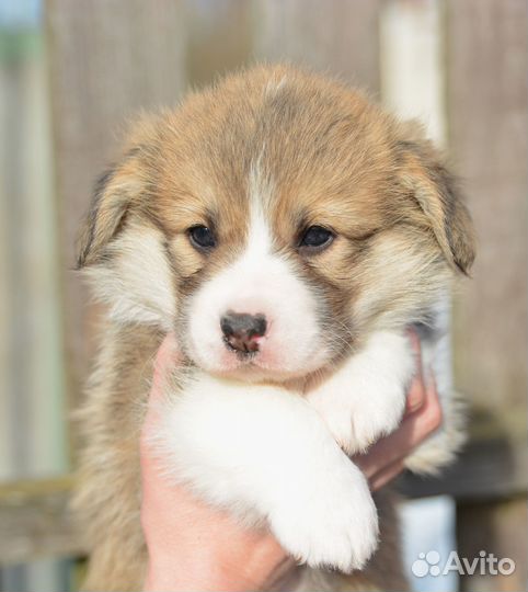 Щенки вельш-корги пемброк