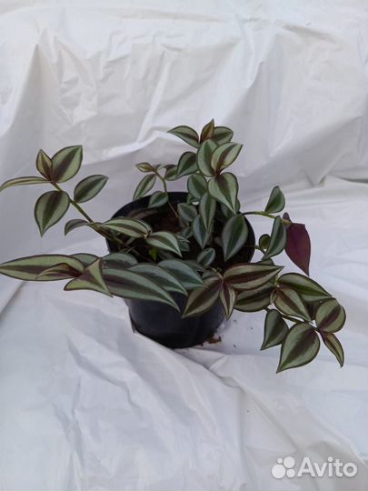 Продам традесканции Объём горшка 3 л