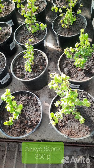 Комнатные растения цветы