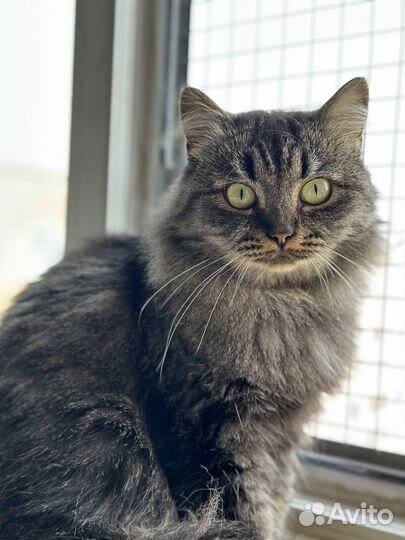 Кошечка Мася ищет дом