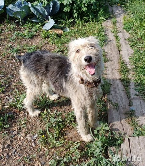 Для собаки-улыбаки ищем хозяина