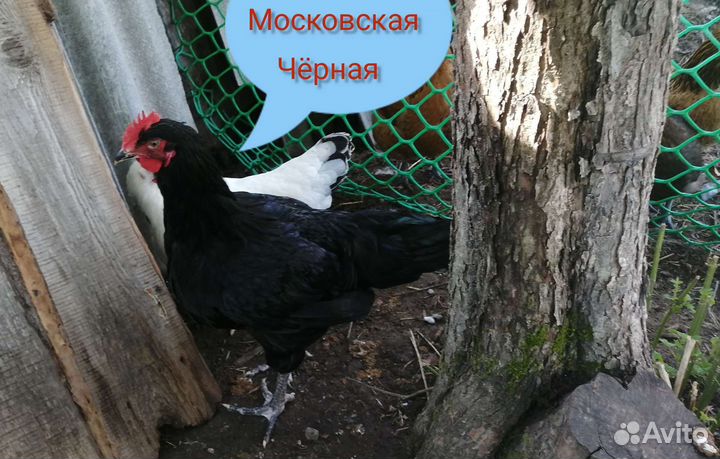 Индейка, петухи