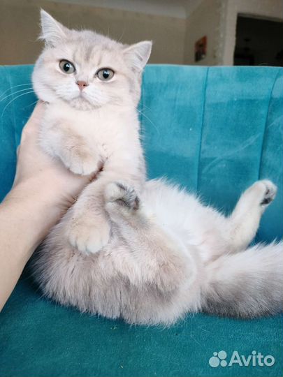 Голубое золото кошка