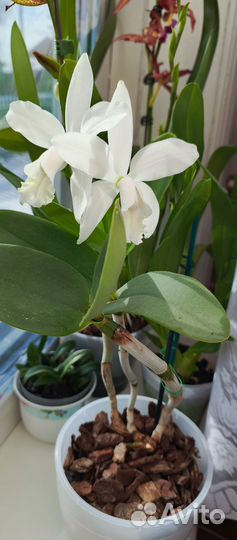 Орхидеи продажа Иркутская область