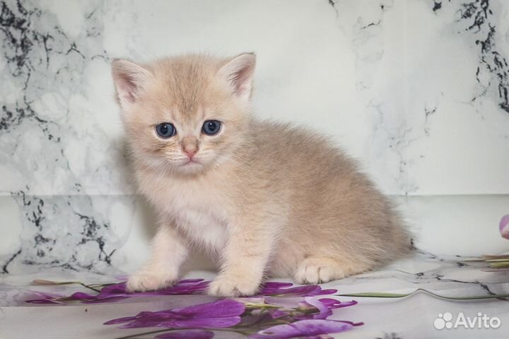 Британские котята Голубое золото Мальчики