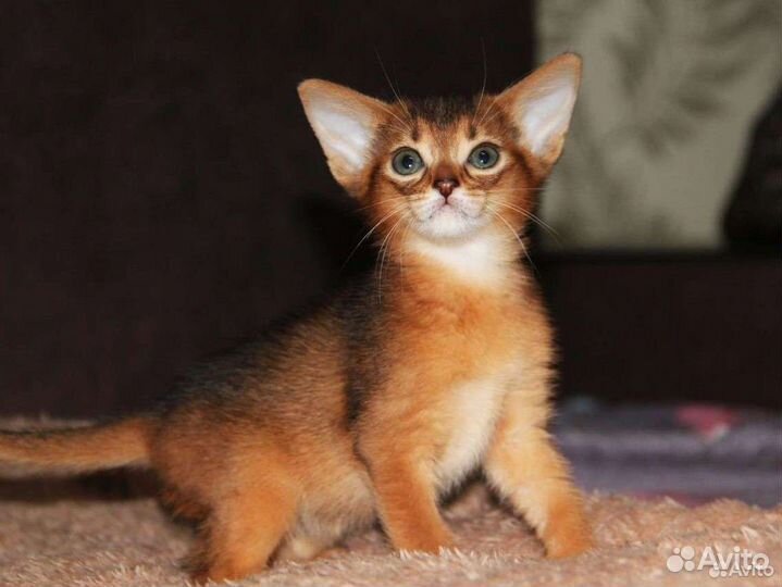 Абиссинские чистокровные котята